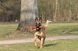 MALINOIS 1132